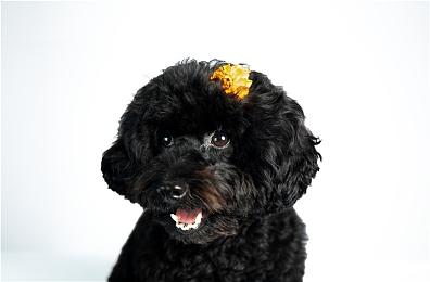 《FIFA 22》Ultimate Team模式宣传片 经典球员悉数回归